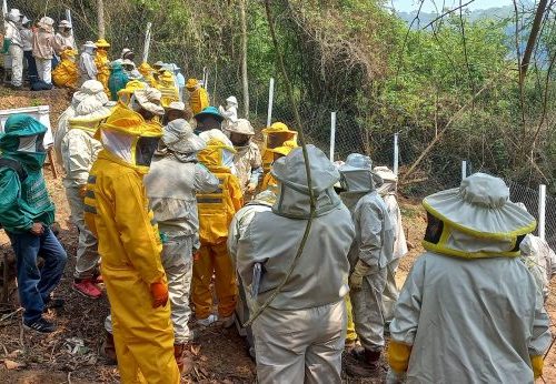 Apoyo a la producción apícola para la dinamización socioeconómica del Chaco Chuquisaqueño