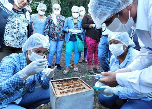 APOYO A LA PRODUCCIÓN APÍCOLA PARA LA DINAMIZACIÓN SOCIOECONÓMICA DEL CHACO CHUQUISAQUEÑO