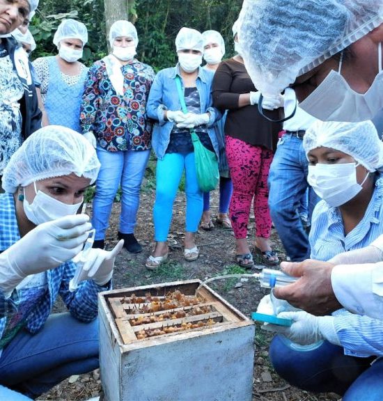 APOYO A LA PRODUCCIÓN APÍCOLA PARA LA DINAMIZACIÓN SOCIOECONÓMICA DEL CHACO CHUQUISAQUEÑO