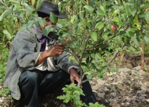 Agricultura Sostenible y Producción Fruticola en El Anmi El Palmar