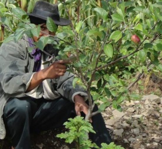 Agricultura Sostenible y Producción Fruticola en El Anmi El Palmar